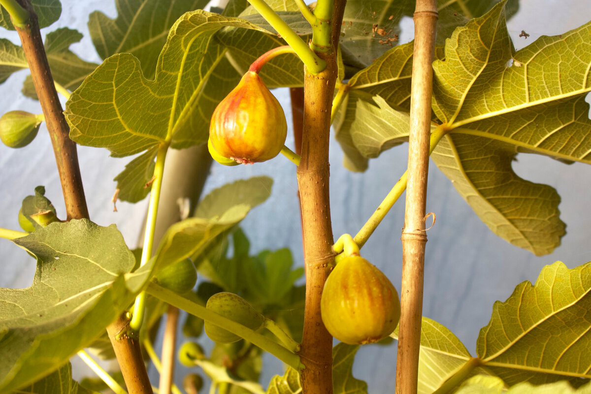 When To Fertilize Fig Trees