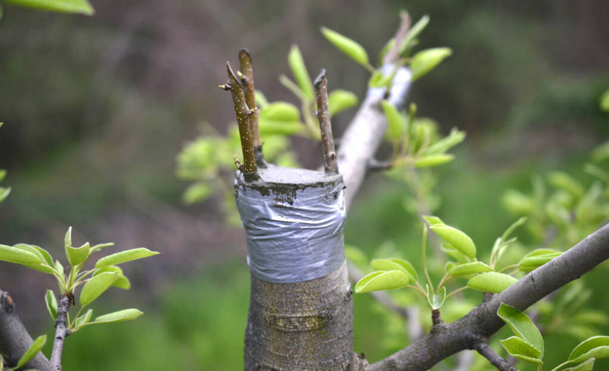 When To Graft Fruit Trees