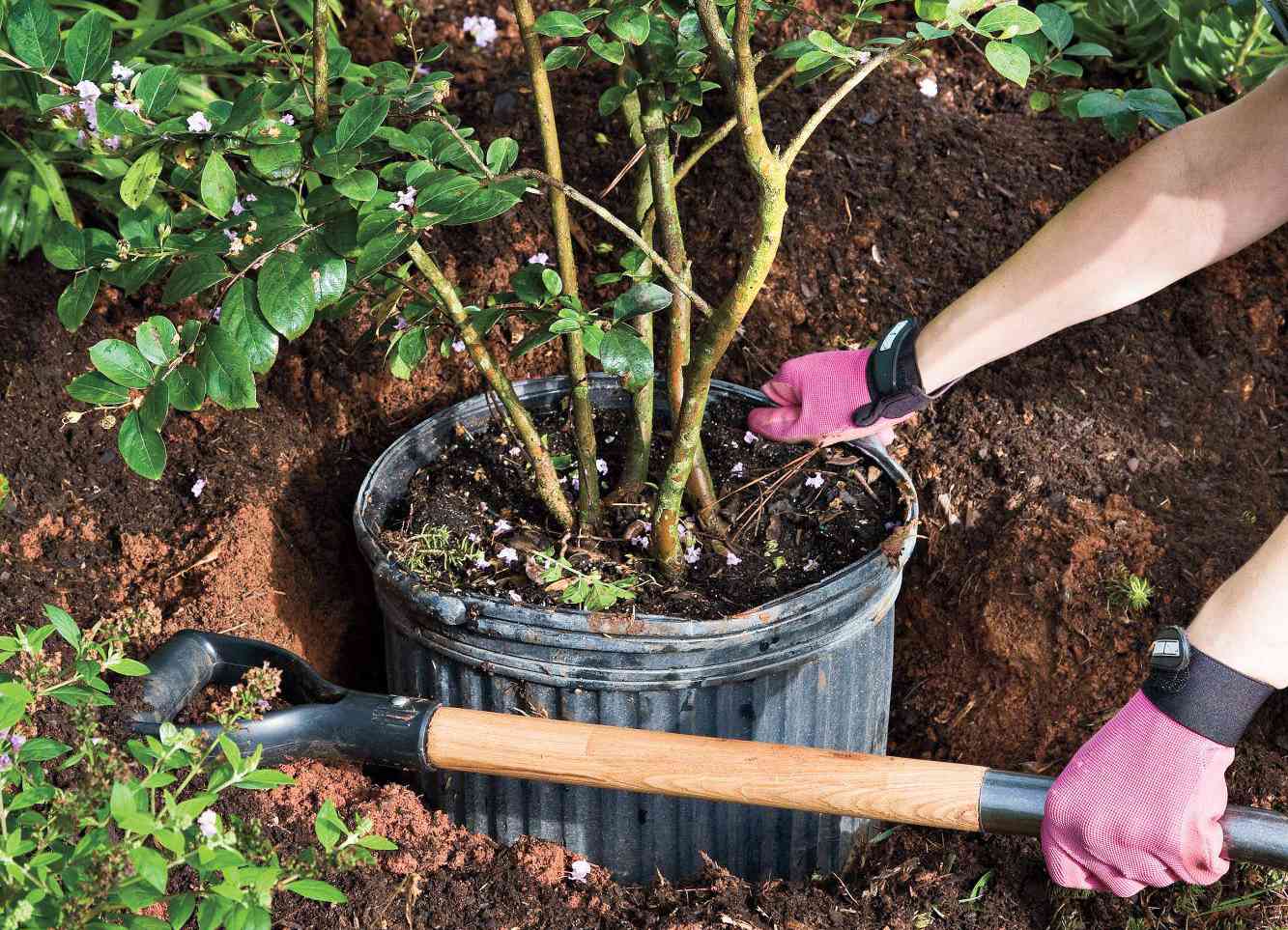 When To Plant Crepe Myrtle Trees