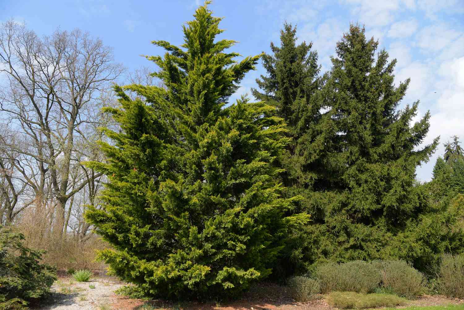 When To Plant Evergreen Trees