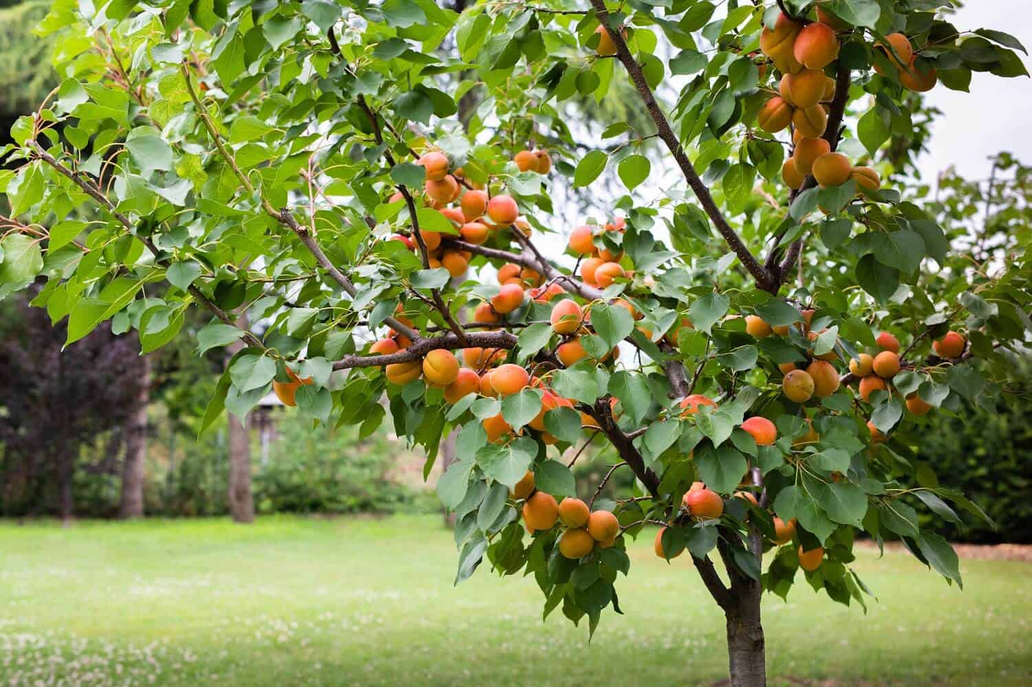 When To Plant Fruit Trees