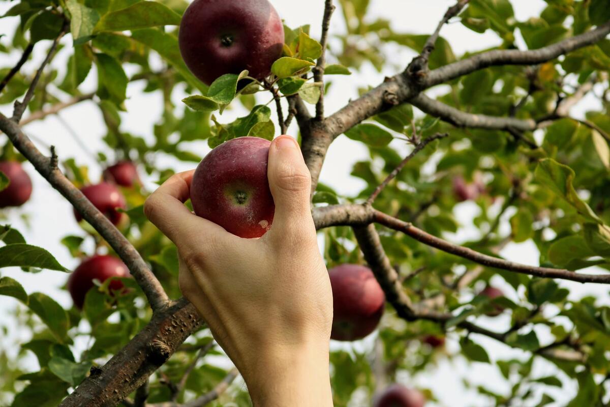 When To Plant Fruit Trees In Zone 6