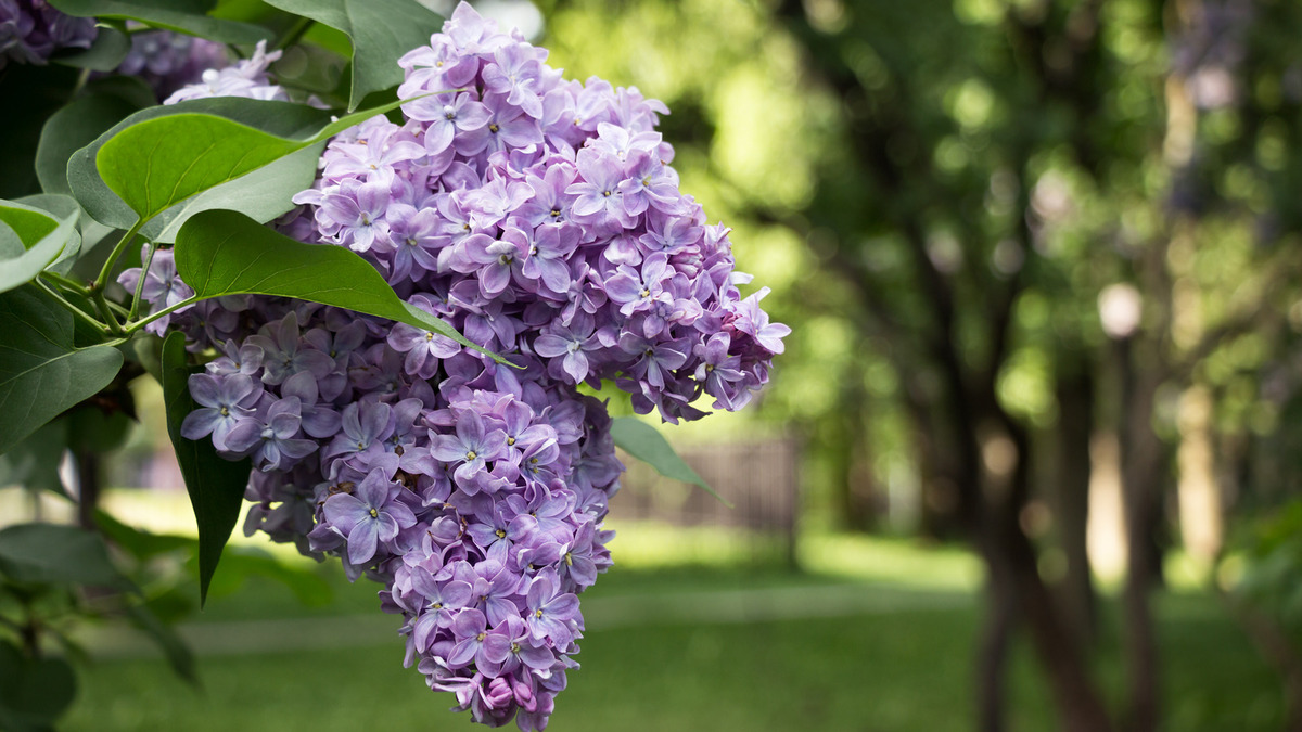 When To Plant Lilac Trees