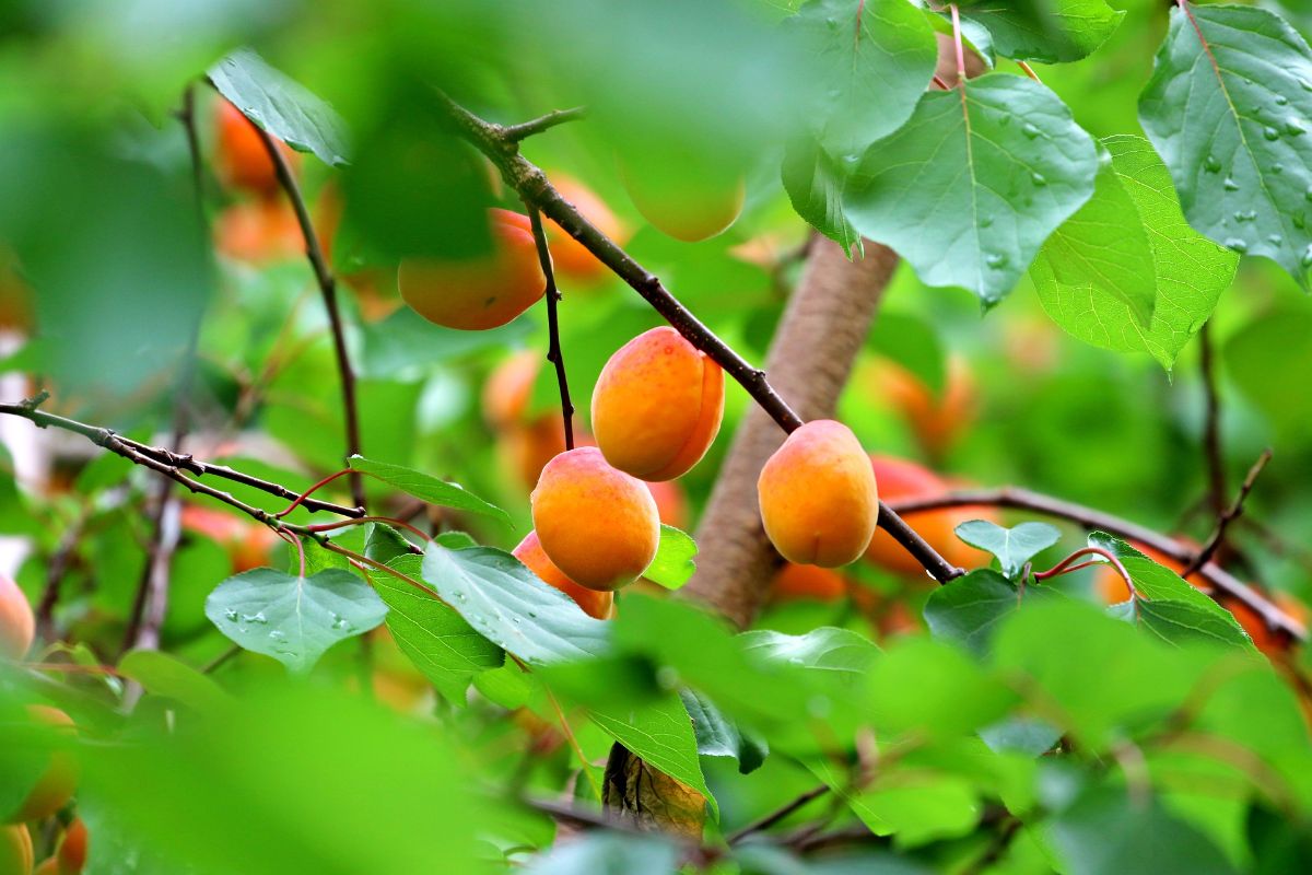 When To Prune Apricot Trees