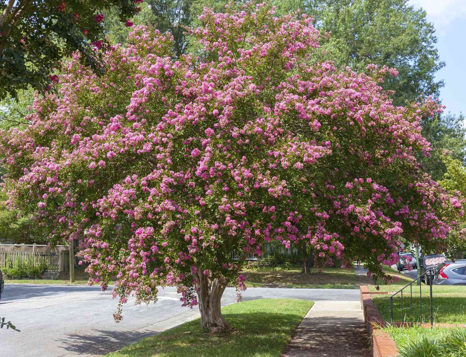 When To Prune Crepe Myrtle Trees