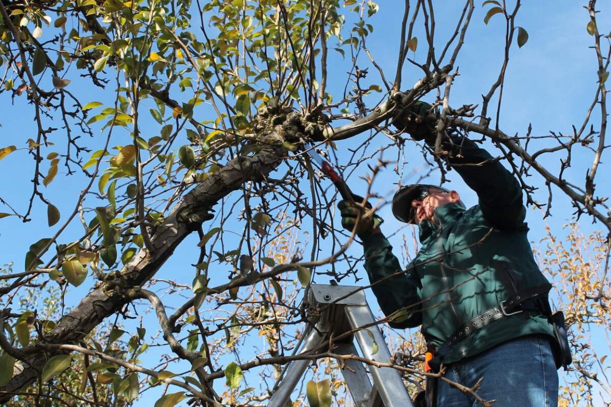 When To Prune Dogwood Trees