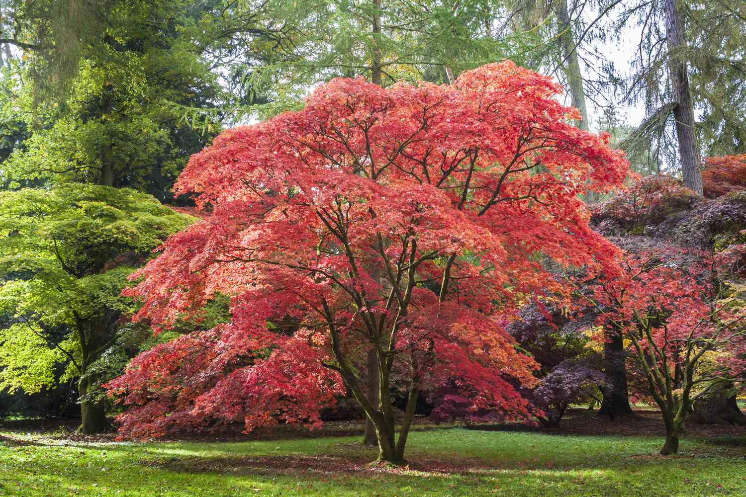 When To Prune Japanese Maple Trees