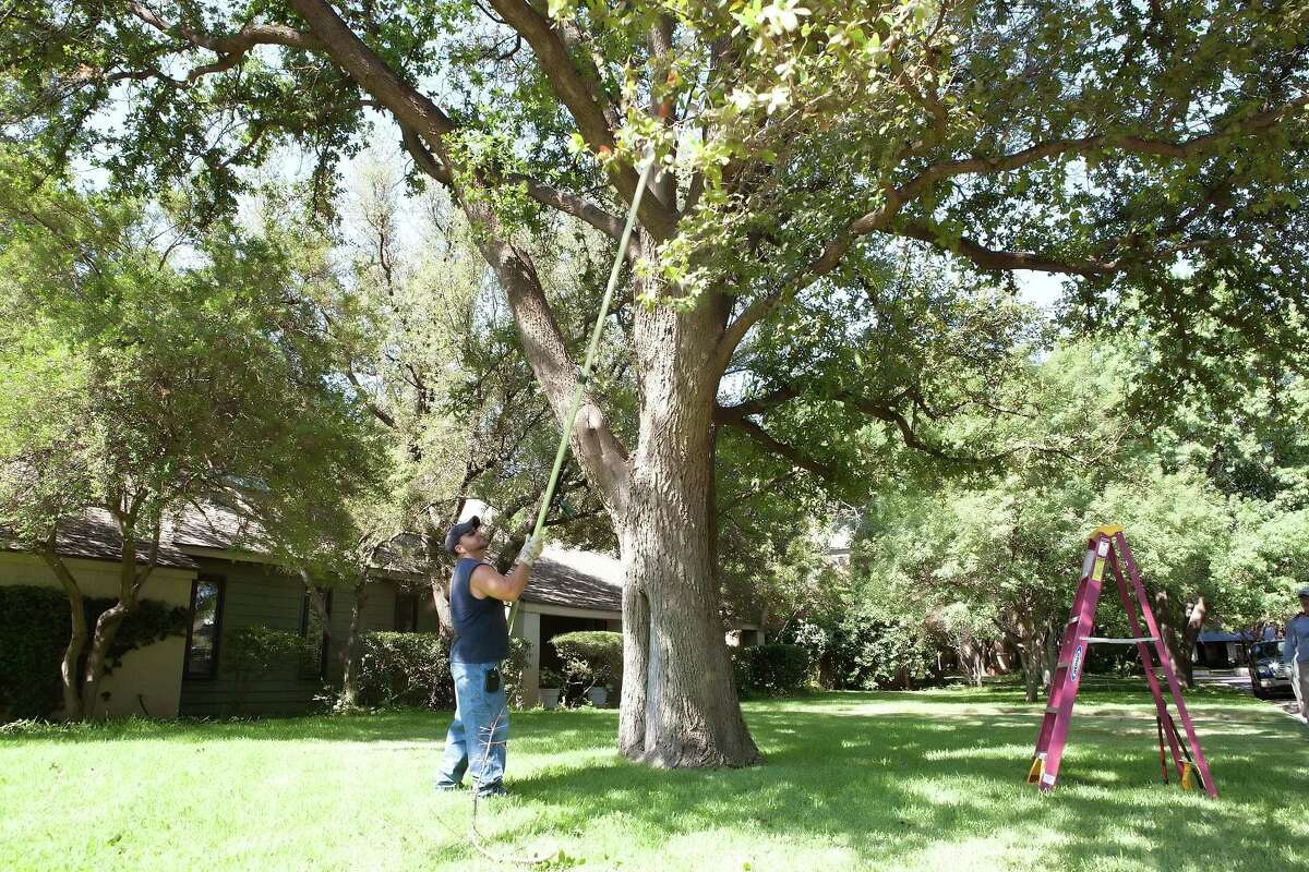 When To Prune Oak Trees In Texas
