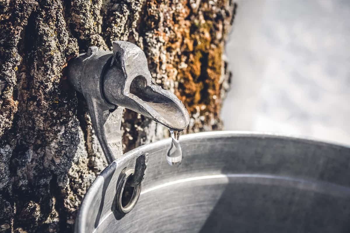 When To Tap Maple Trees