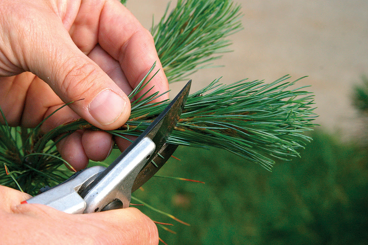 When To Trim Evergreen Trees