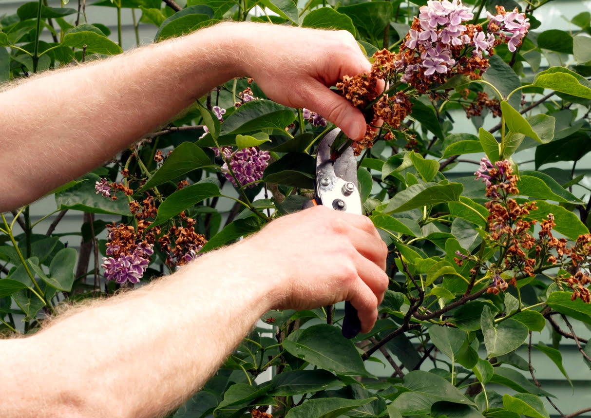 When To Trim Lilac Trees