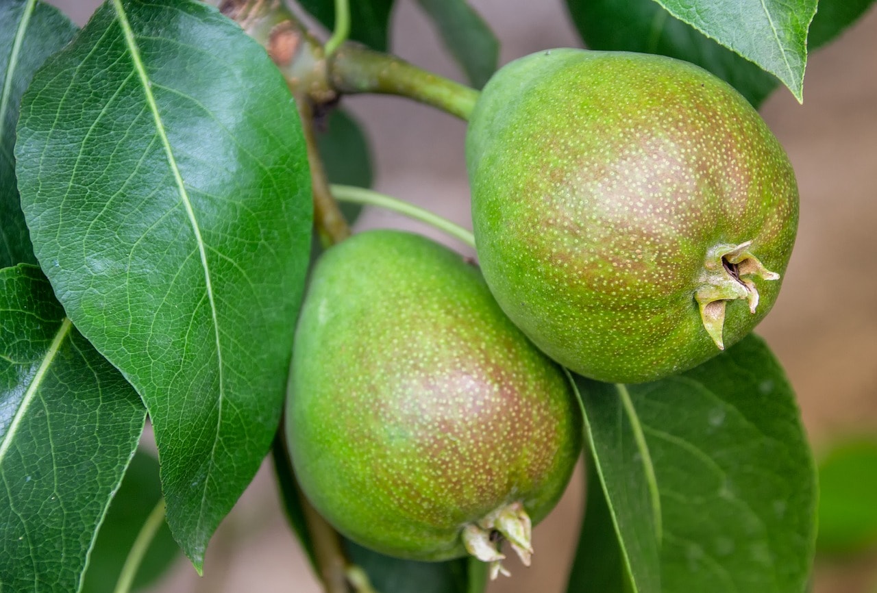 When To Trim Pear Trees