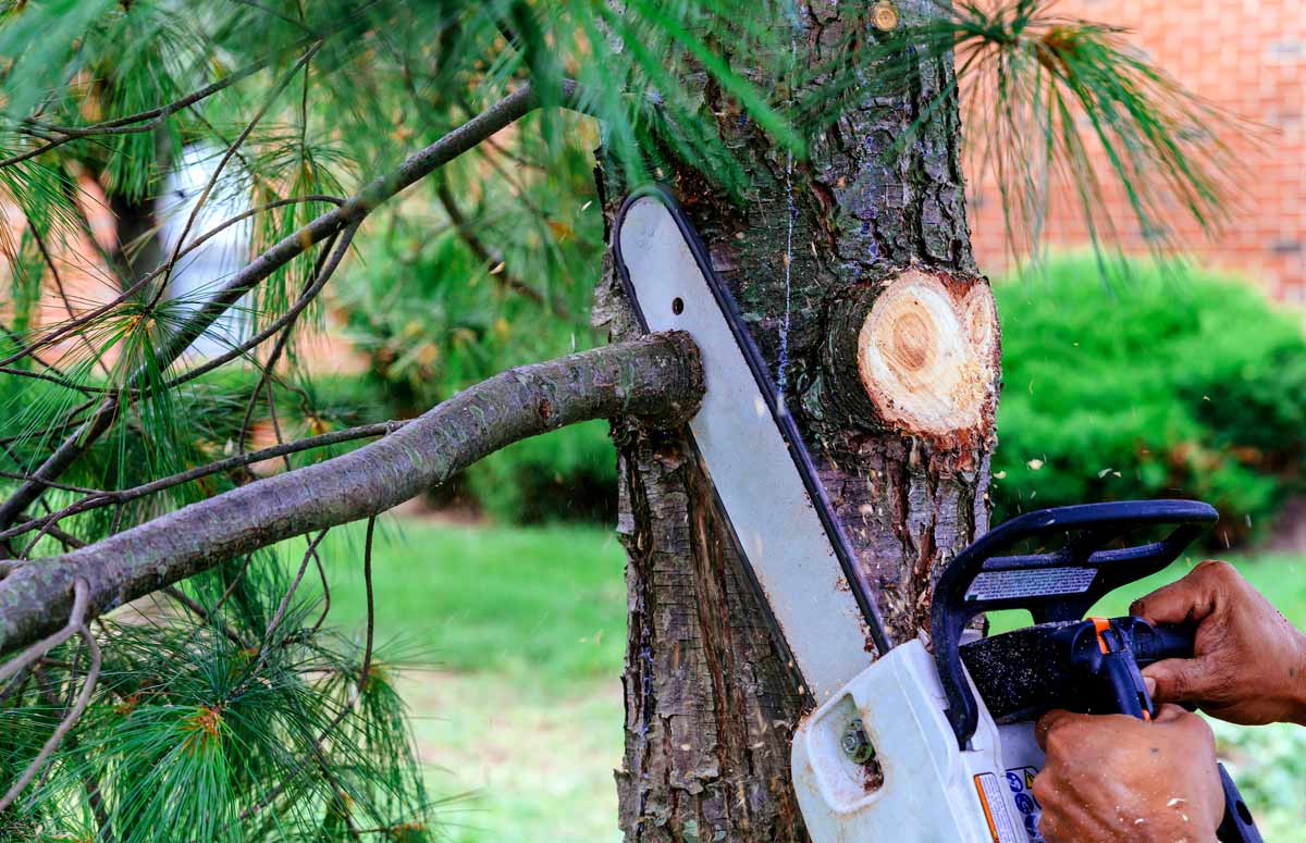 When To Trim Pine Trees