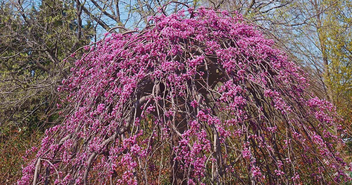 When To Trim Redbud Trees