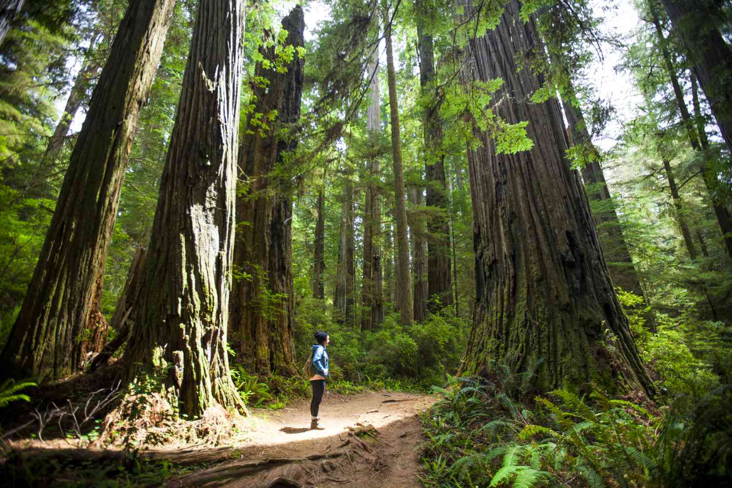Where Are Redwood Trees Located