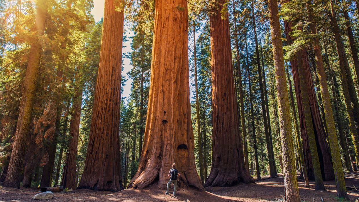 Where Are Sequoia Trees