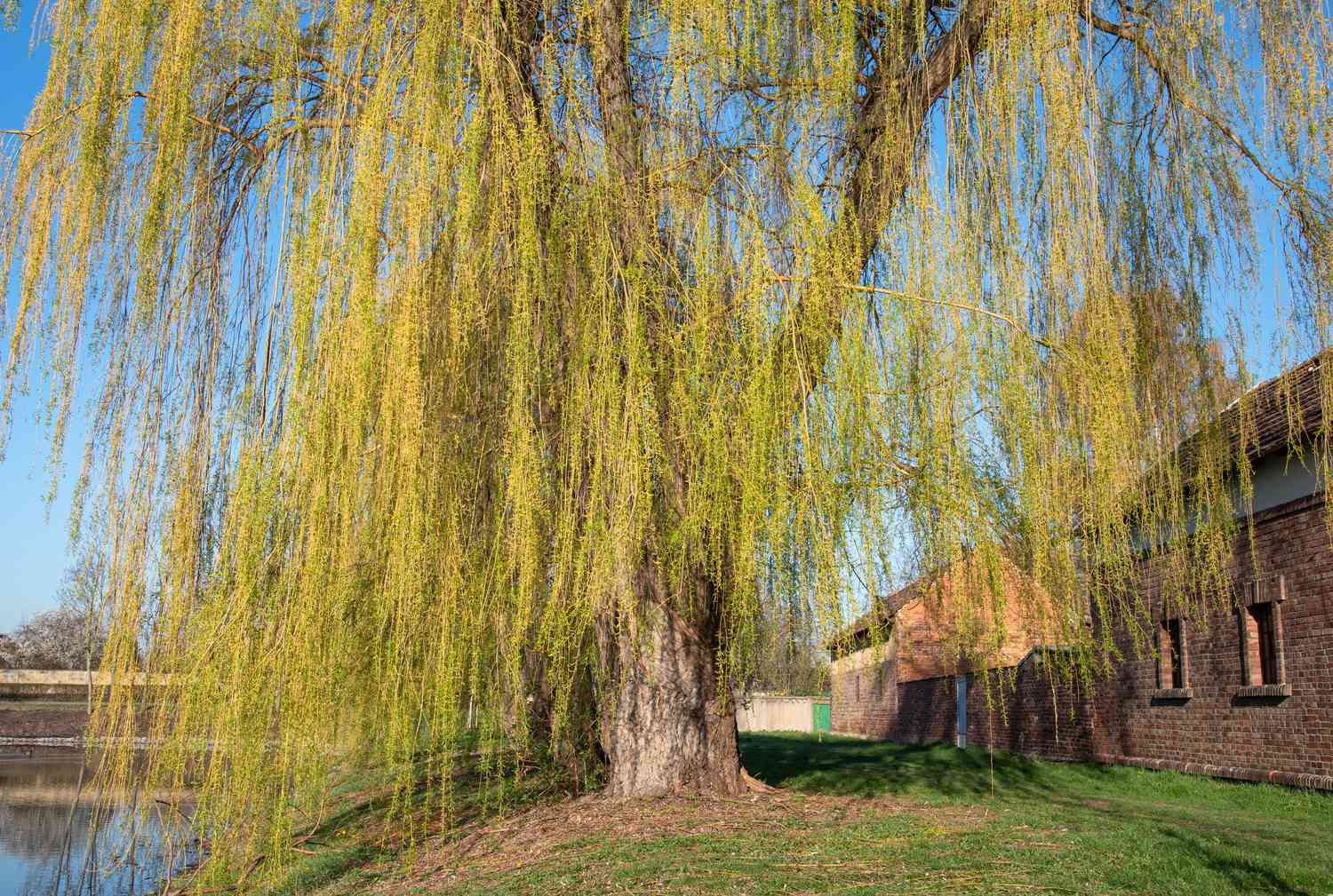 Where Are Willow Trees Found