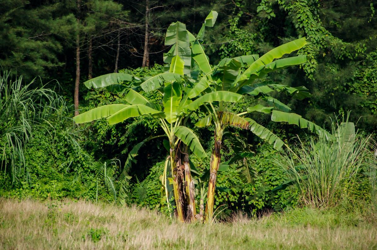 Where Can I Buy Banana Trees