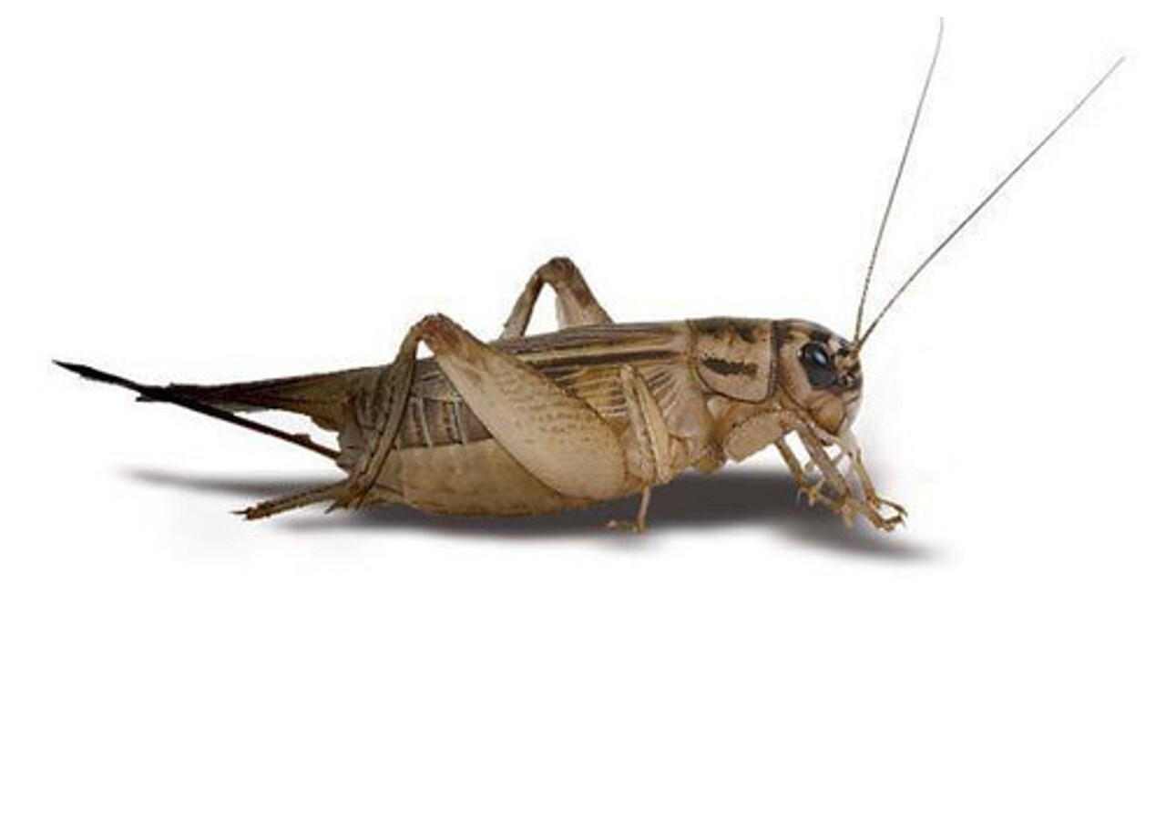 Where Can I Buy Live Insects Near Me