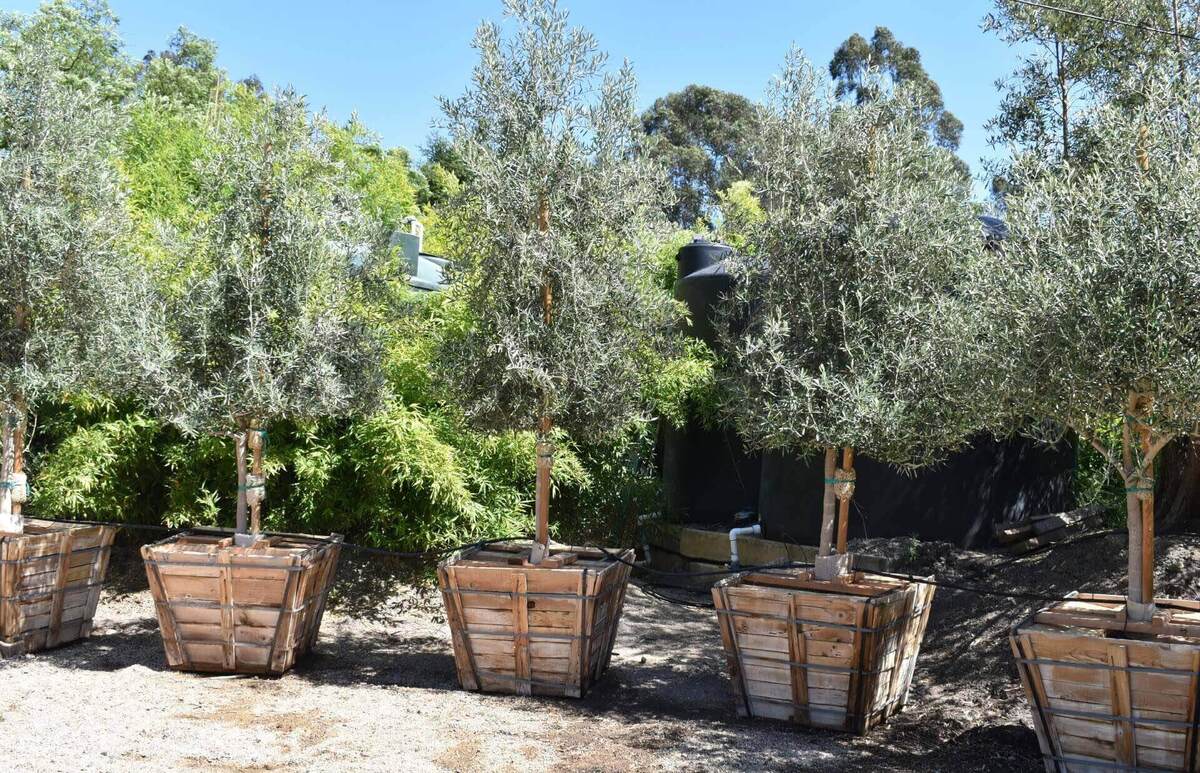 Where Can I Buy Olive Trees
