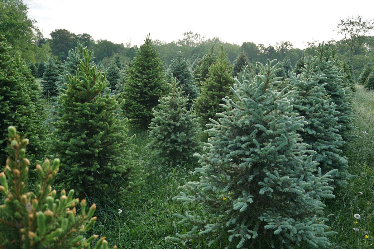 Where Did Christmas Trees Come From