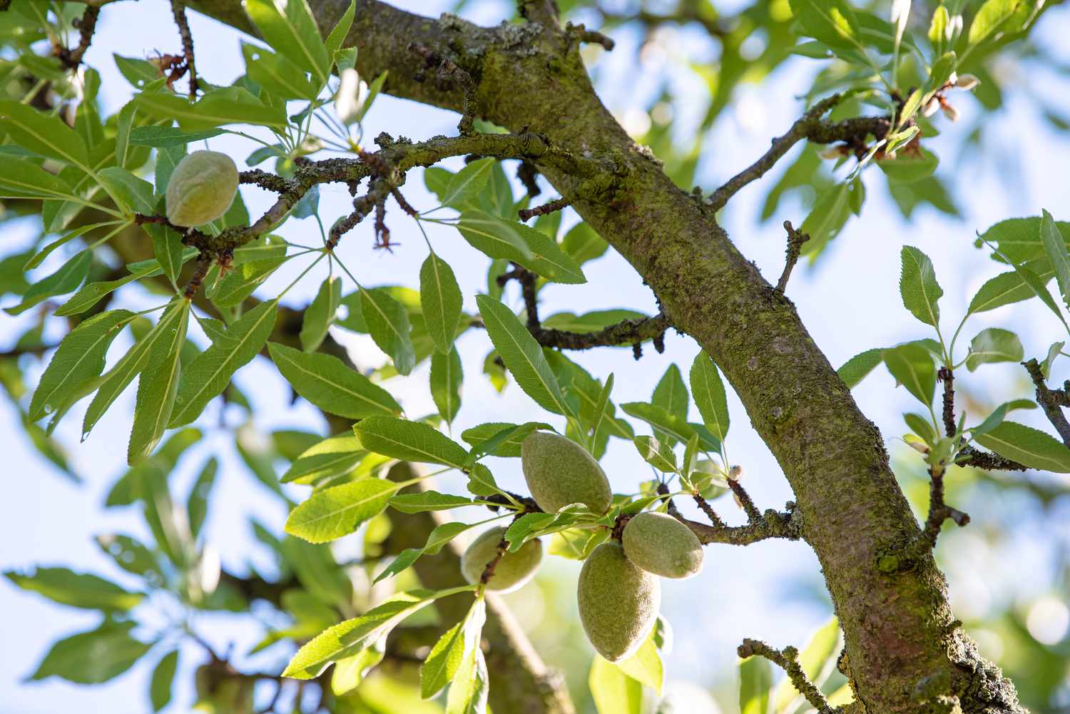 Where Do Almond Trees Grow