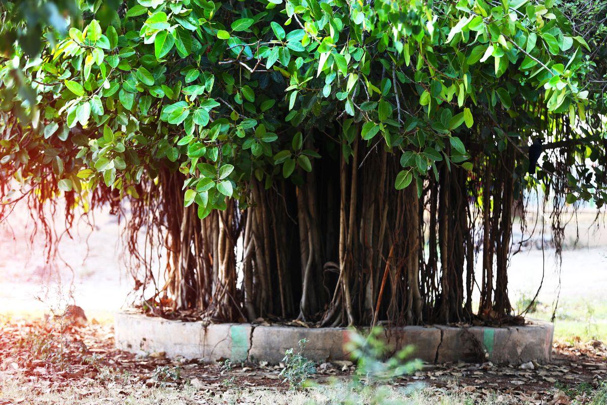 Where Do Banyan Trees Grow
