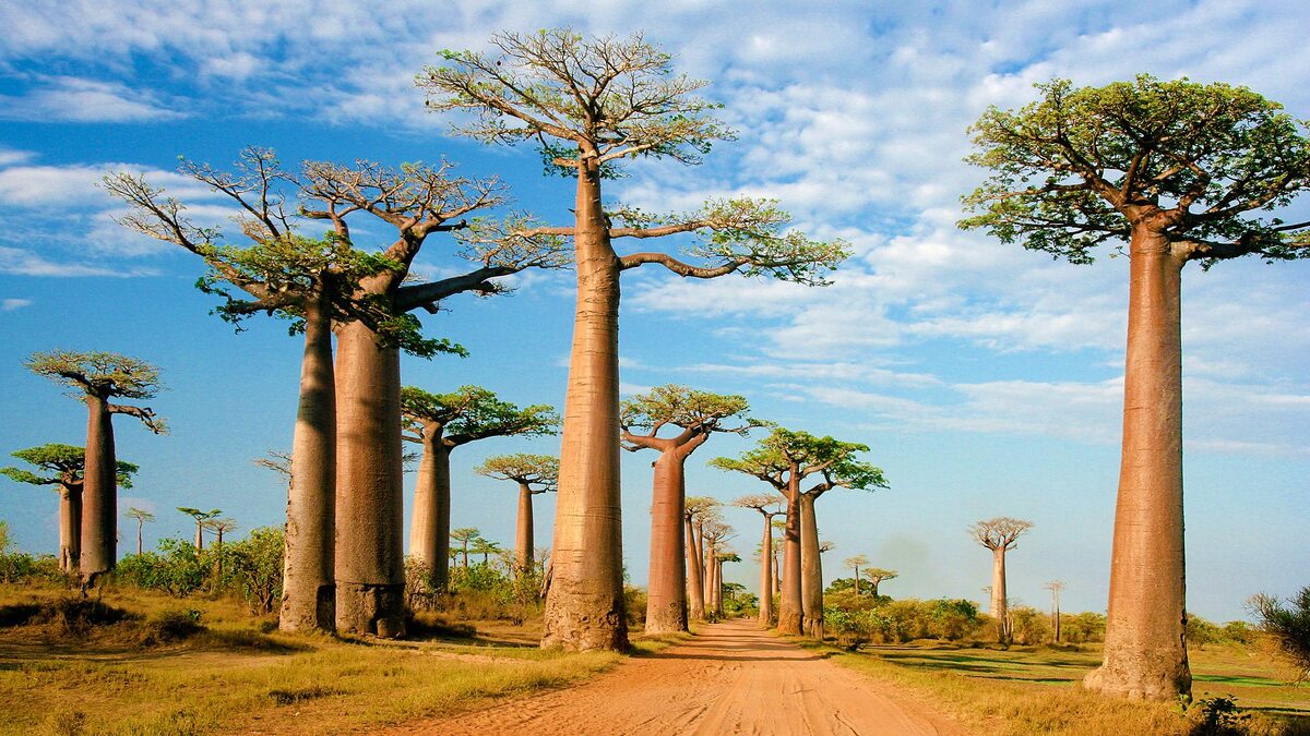 Where Do Baobab Trees Grow