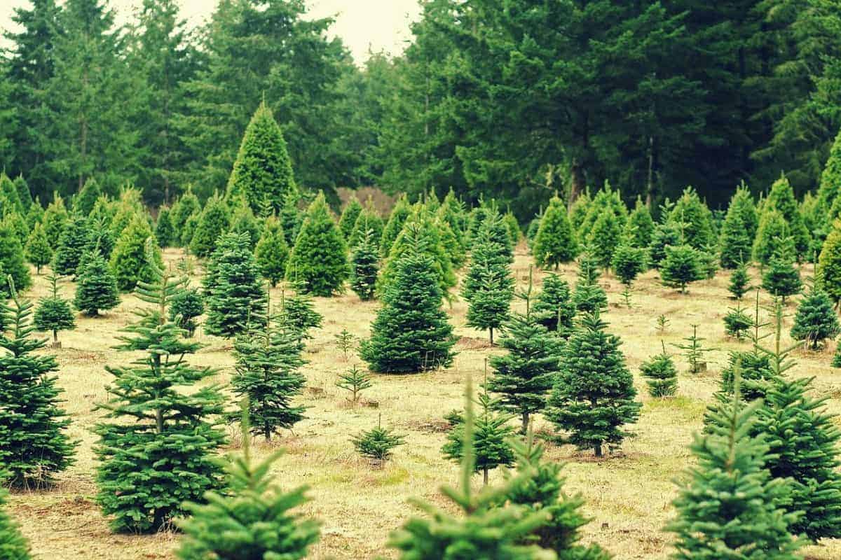 Where Do Christmas Trees Grow