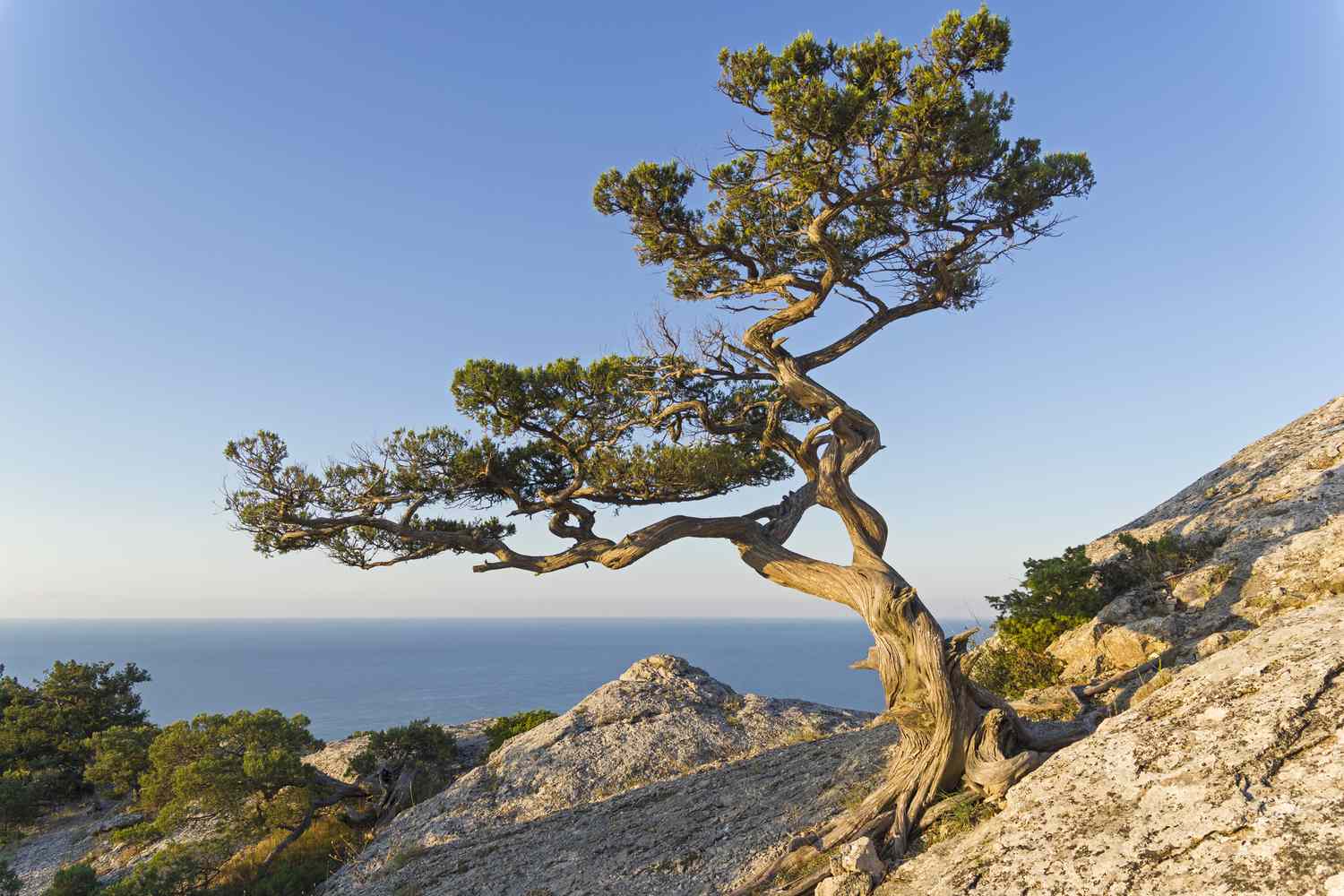 Where Do Juniper Trees Grow