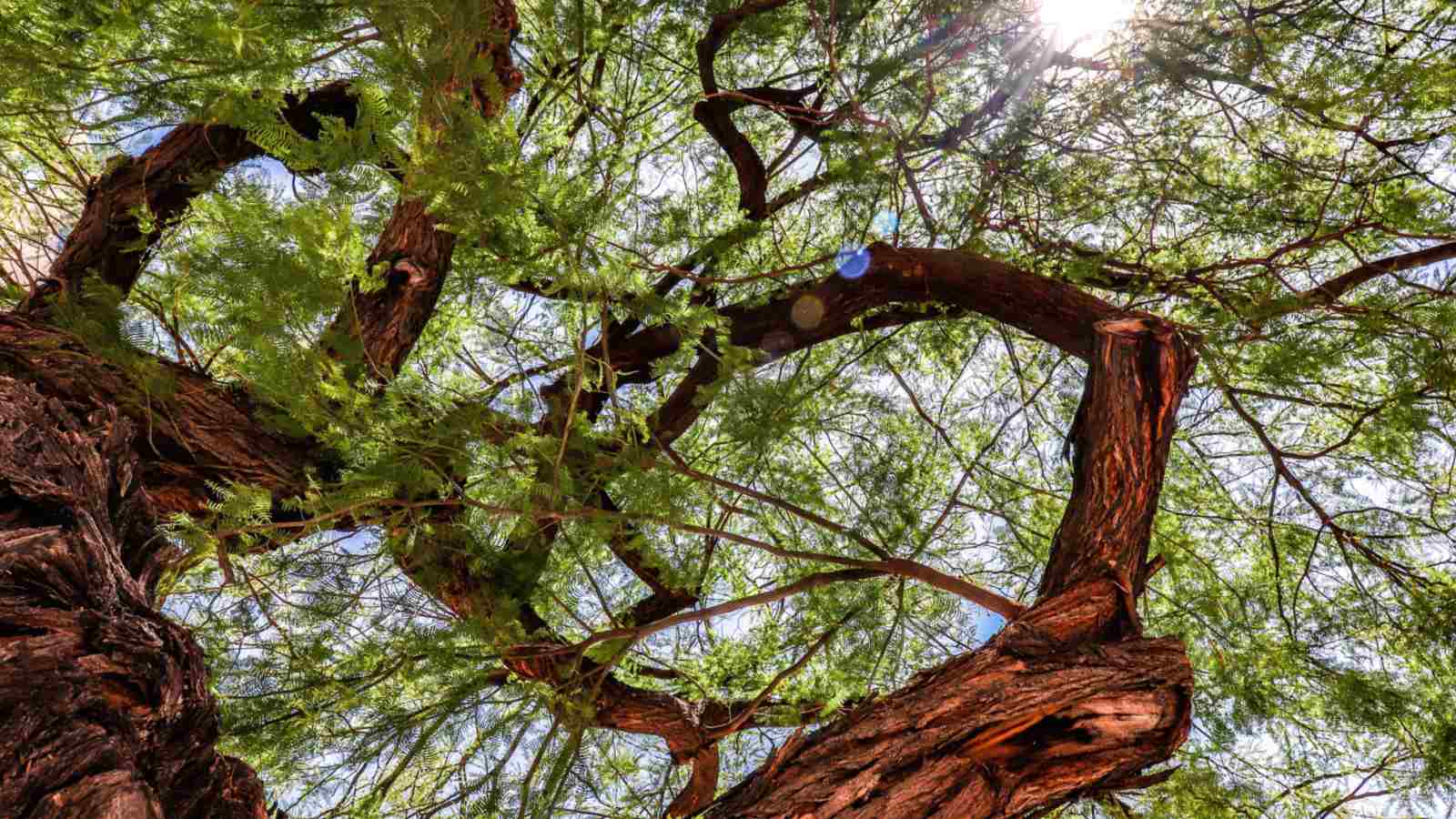 Where Do Mesquite Trees Grow