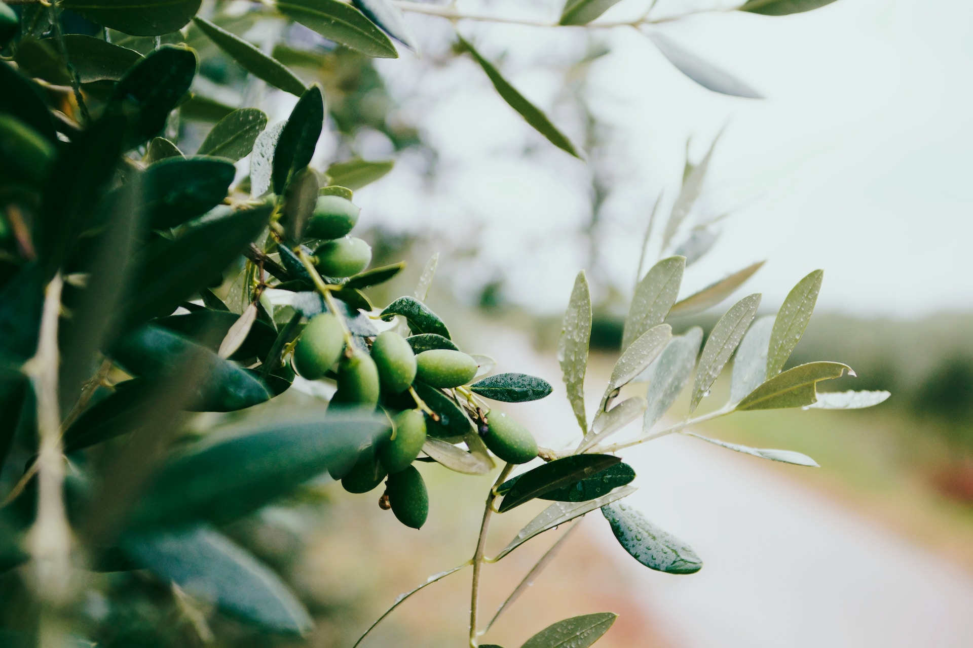 Where Do Olive Trees Grow