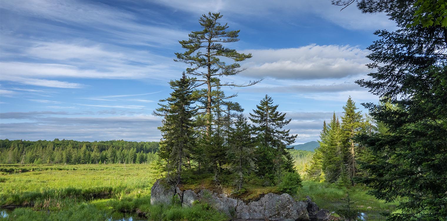 Where Do Pine Trees Grow