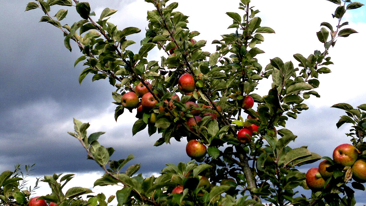 Where To Buy Apple Trees