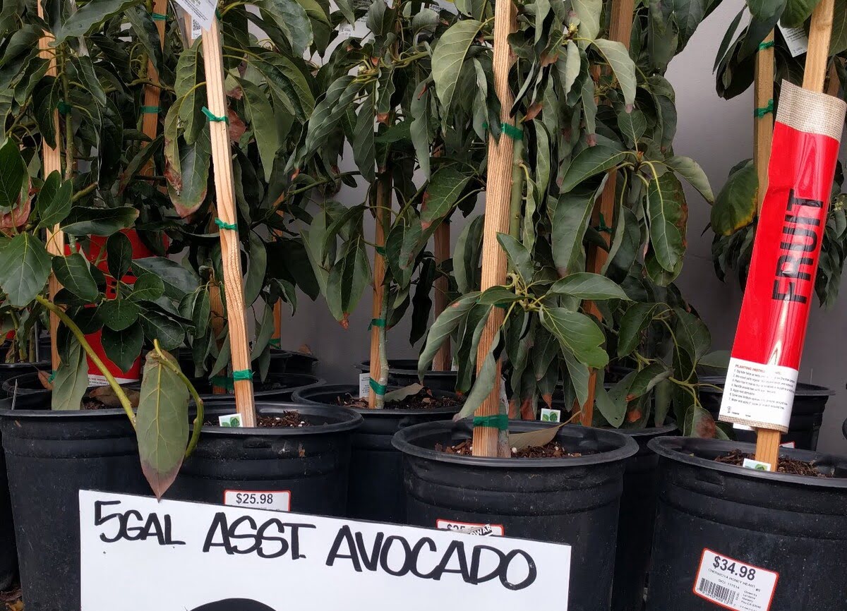 Where To Buy Avocado Trees