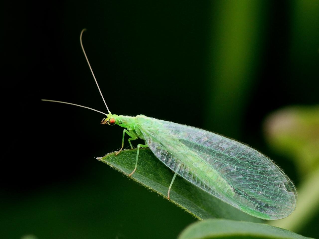 Where To Buy Beneficial Insects