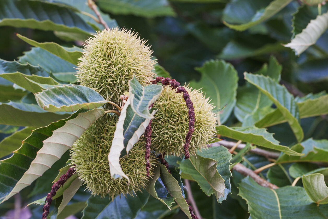 Where To Buy Blight-Resistant American Chestnut Trees