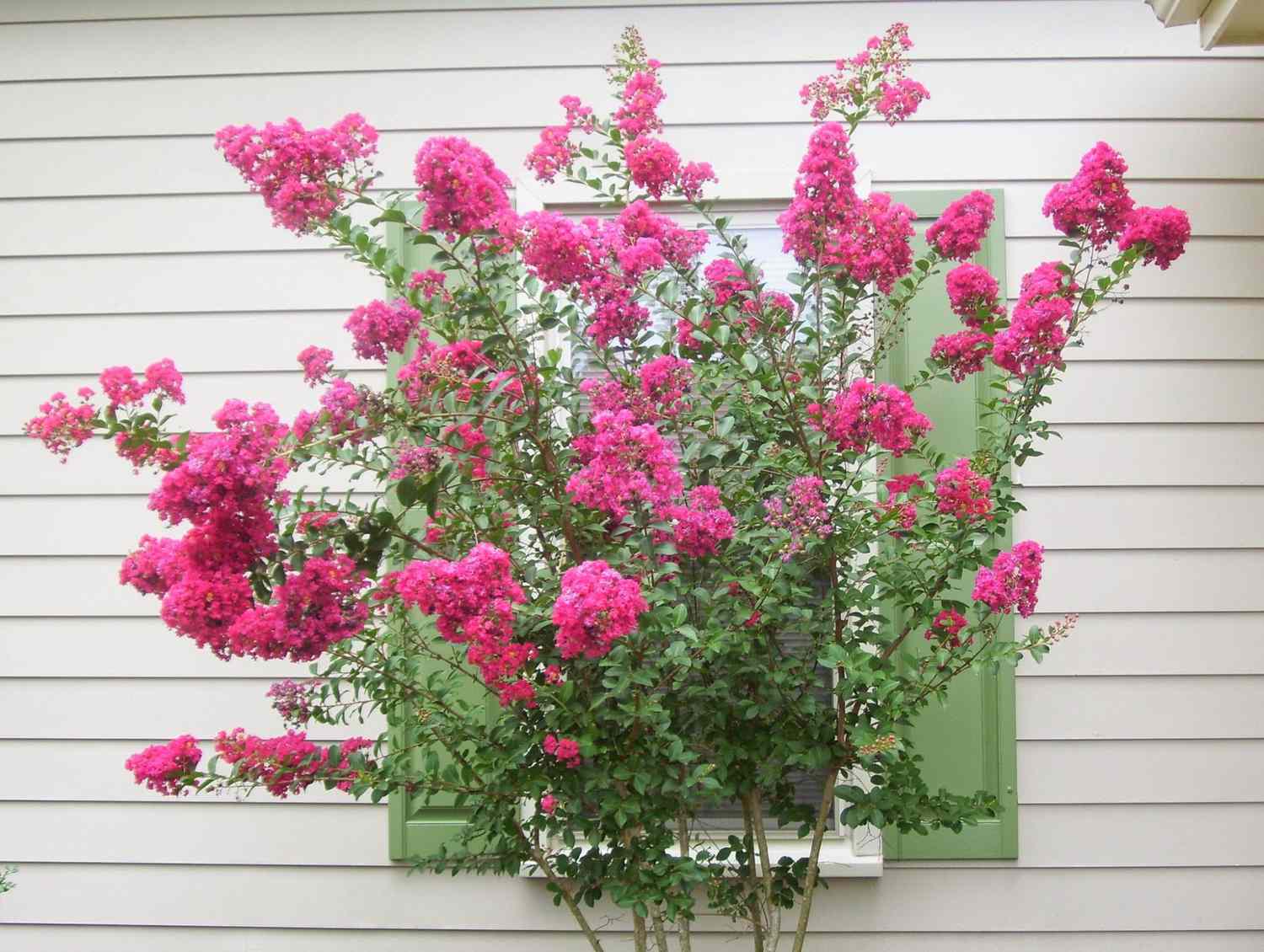 Where To Buy Crepe Myrtle Trees