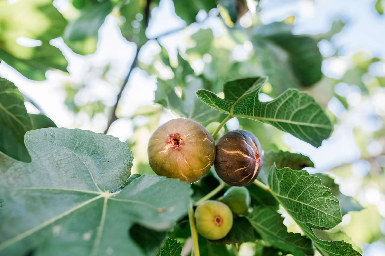 Where To Buy Fig Trees Near Me