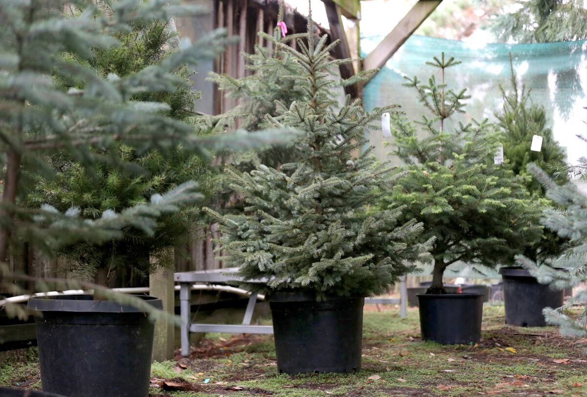 Where To Buy Live Potted Christmas Trees