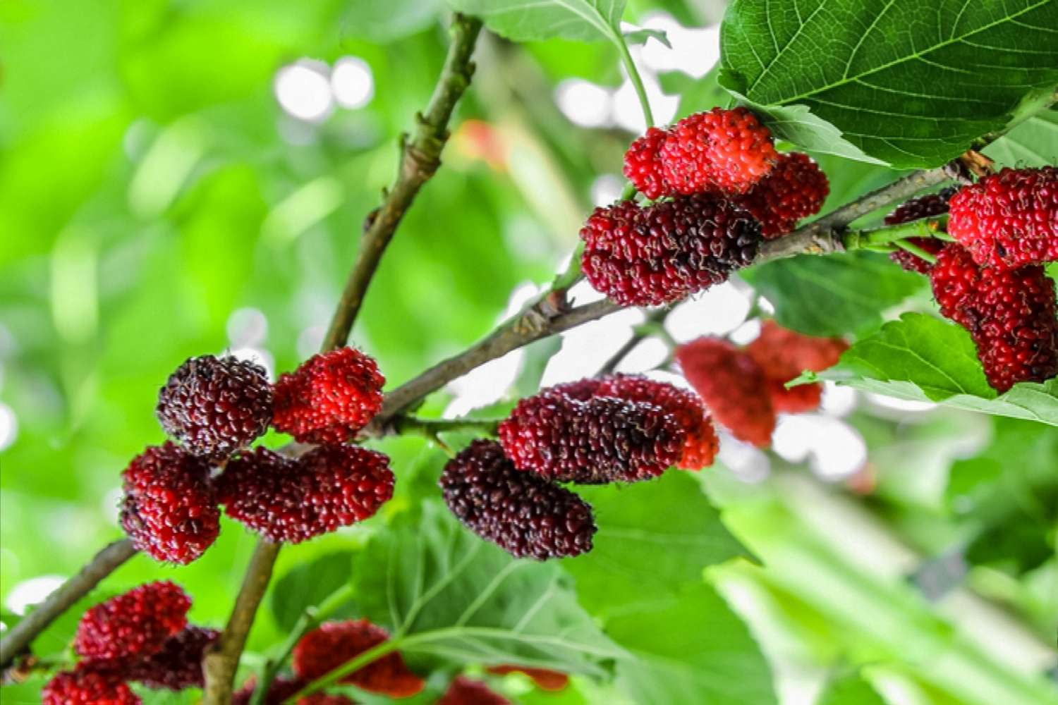 Where To Buy Mulberry Trees