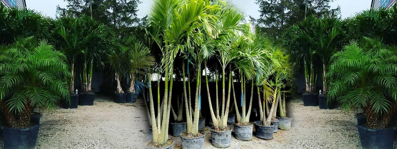 Where To Buy Palm Trees Near Me