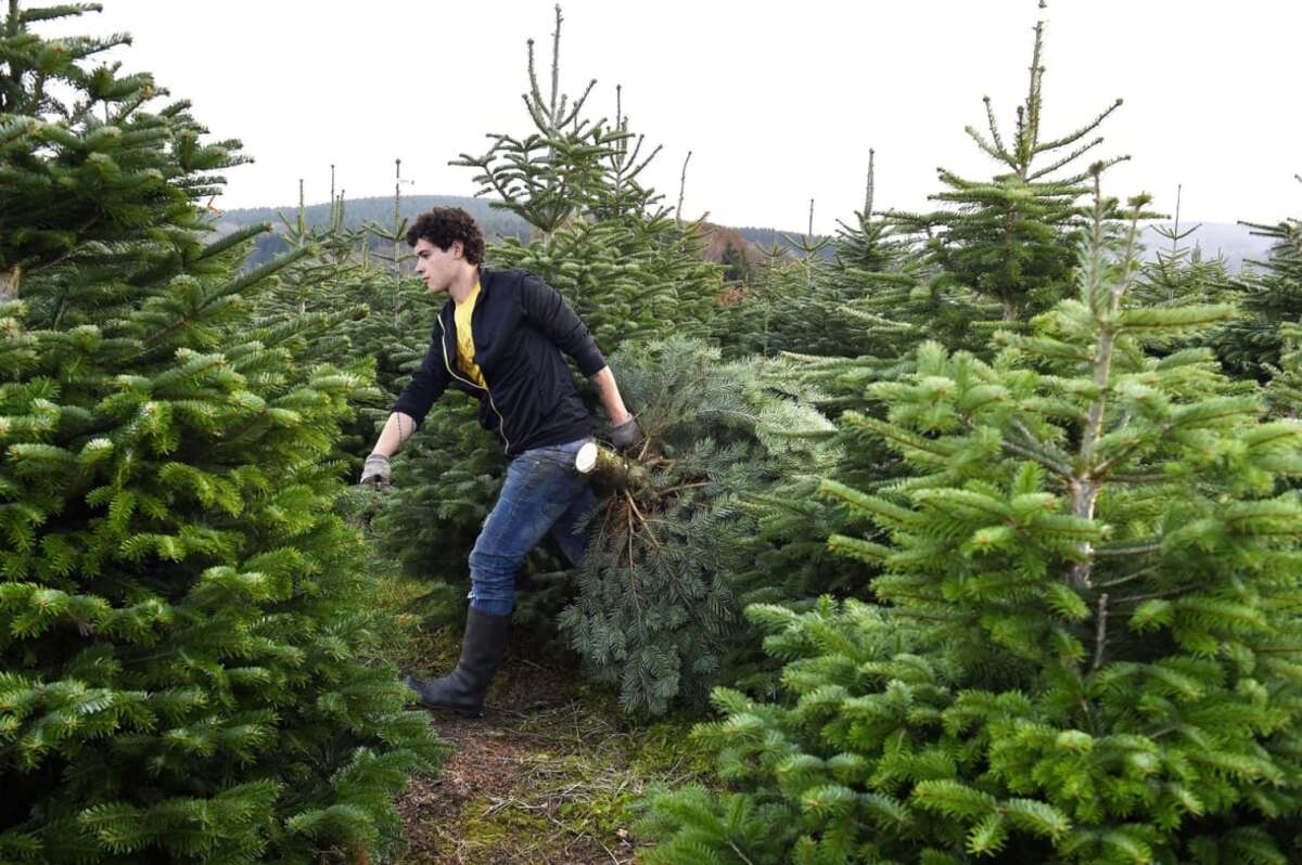Where To Donate Christmas Trees Near Me
