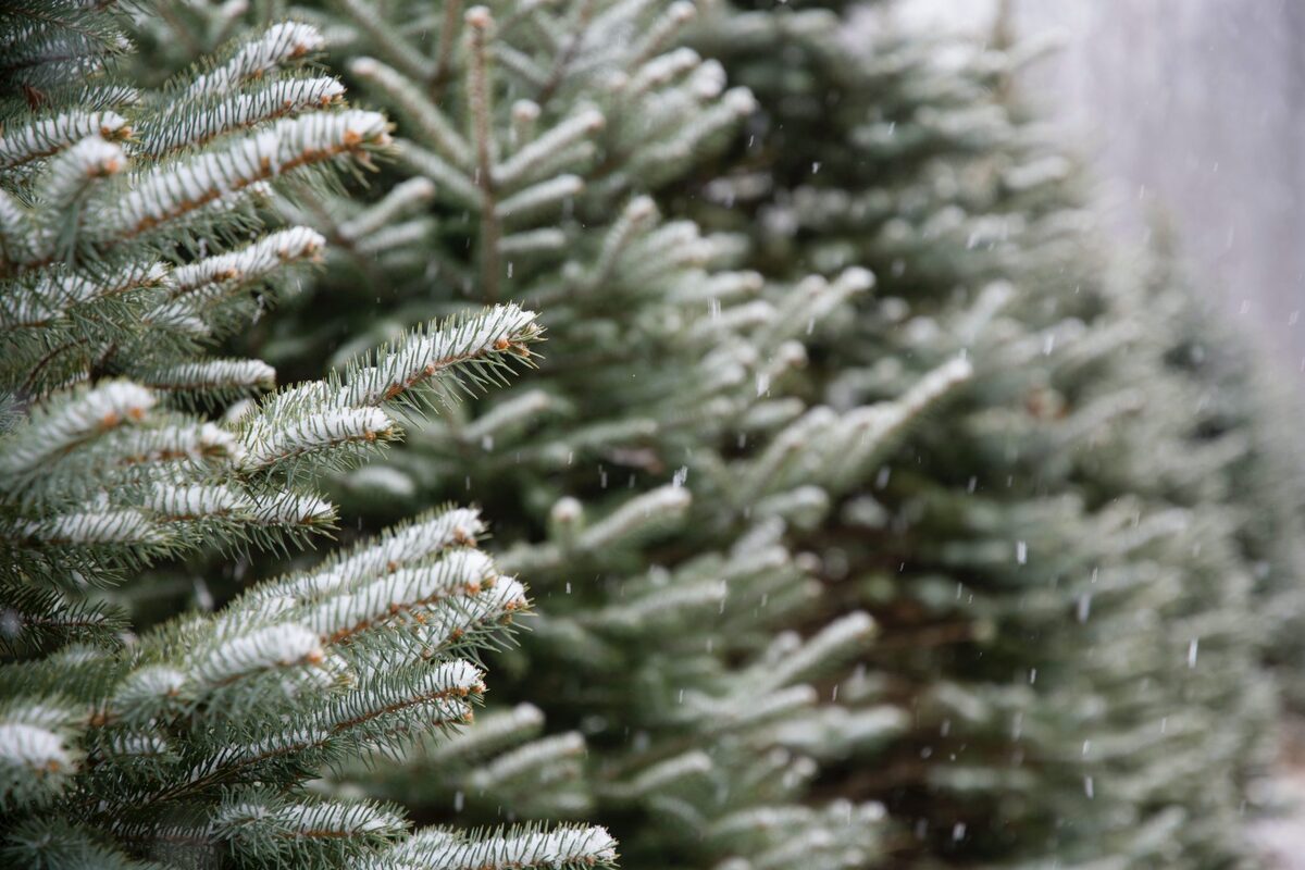 Which Country Is The Largest Exporter Of Christmas Trees?