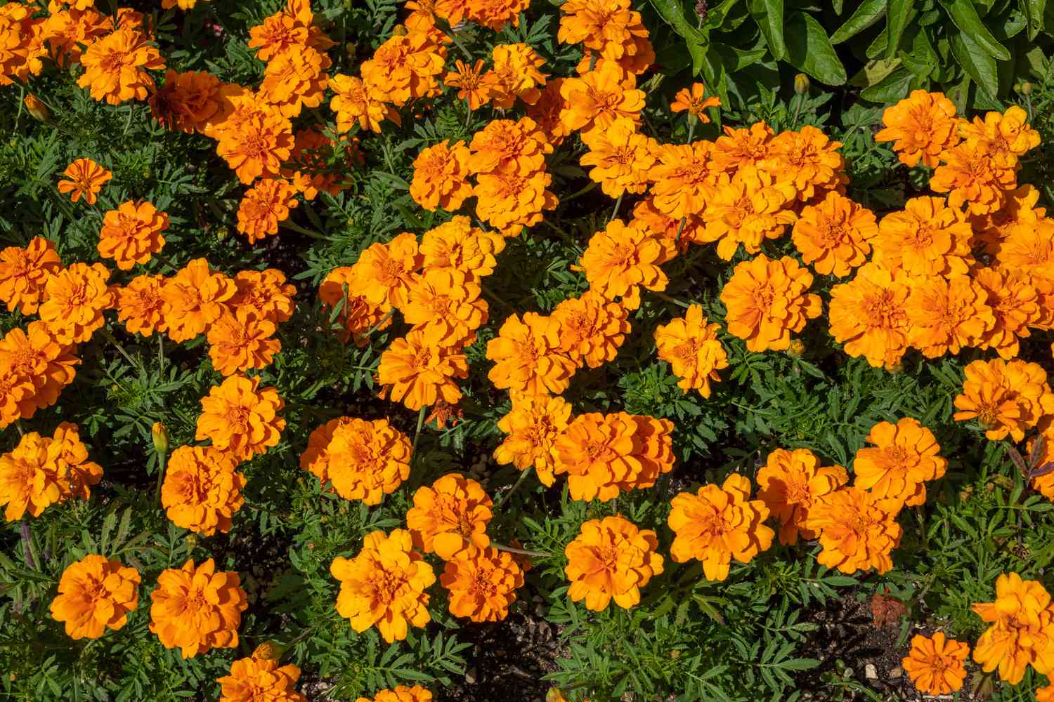 Which Marigolds Repel Insects
