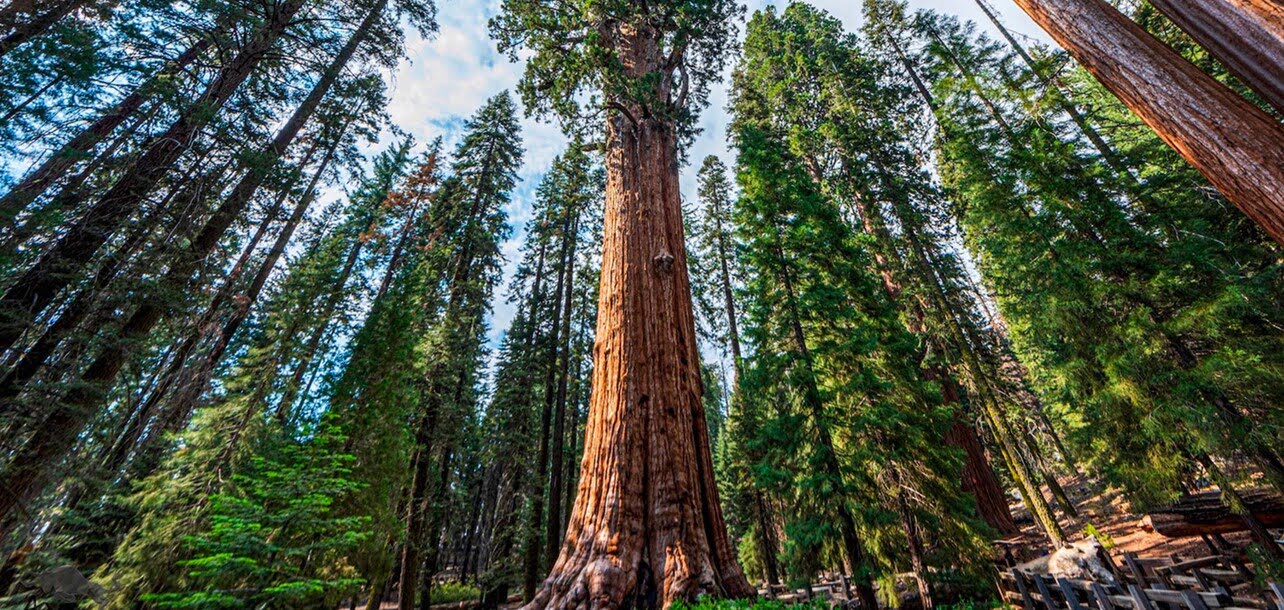 Which State Has The Most Trees