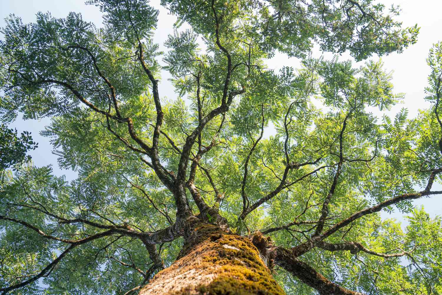 Which Trees Produce The Most Oxygen