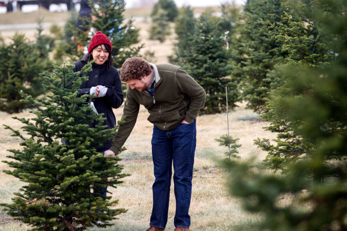 Who Sells Christmas Trees