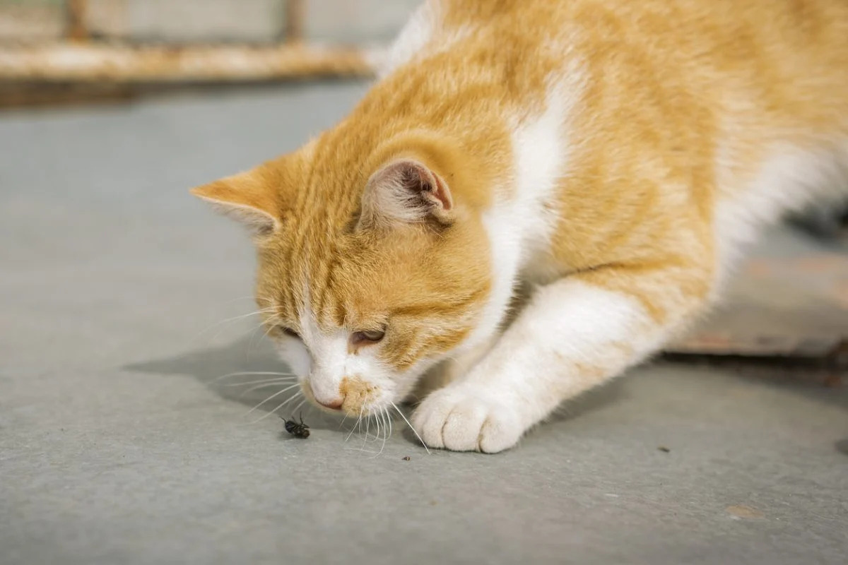 Why Do Cats Eat Insects