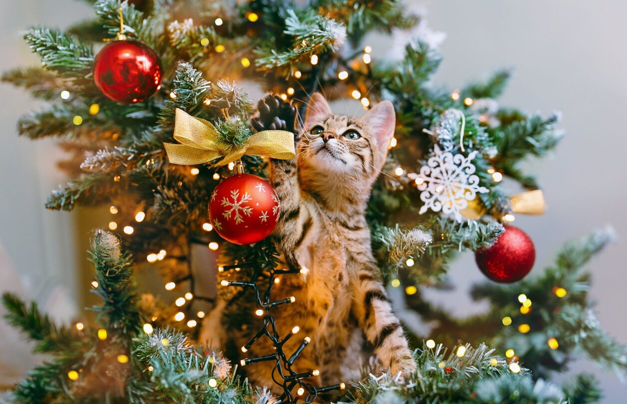 Why Do Cats Like Christmas Trees